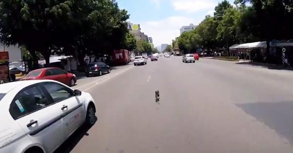 Погоня велосипедиста за собакой: видео